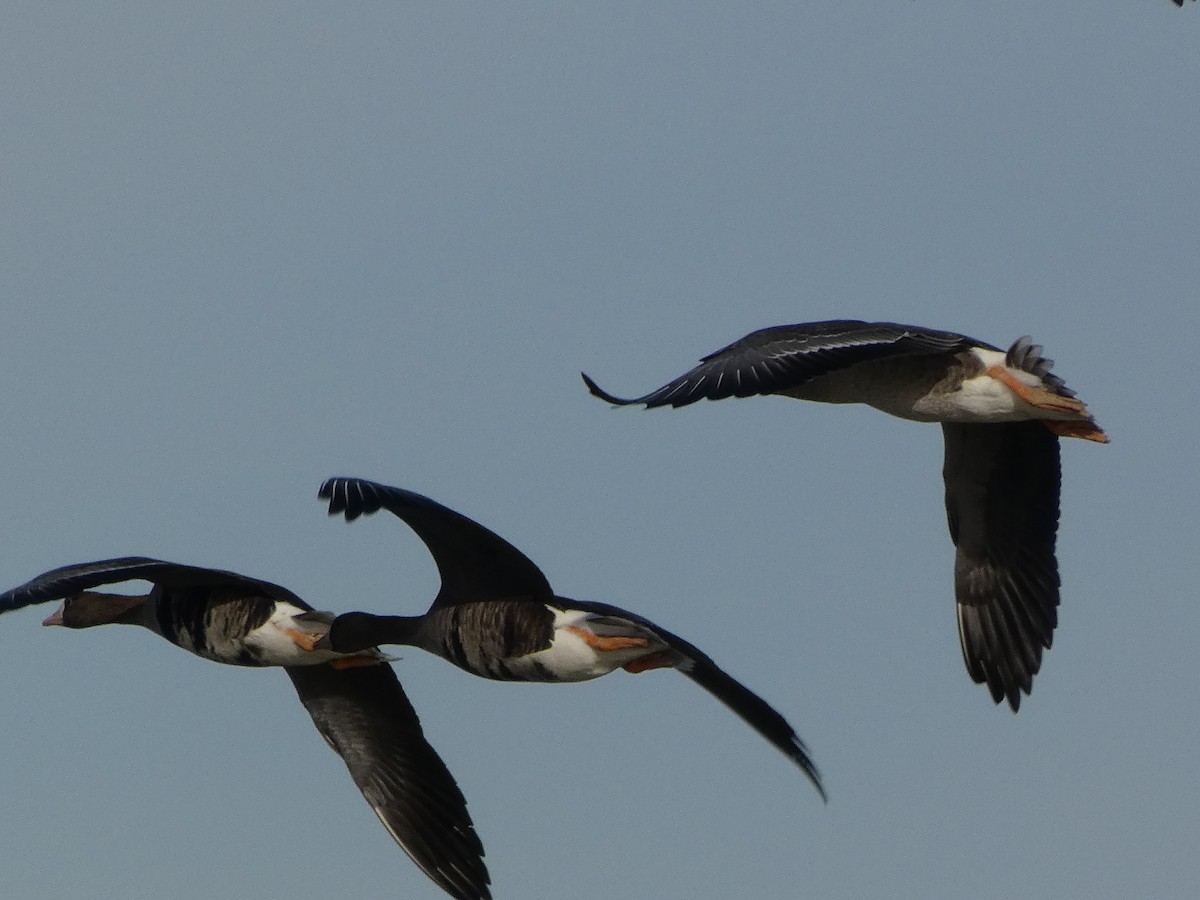 Greater White-fronted Goose - ML646500590