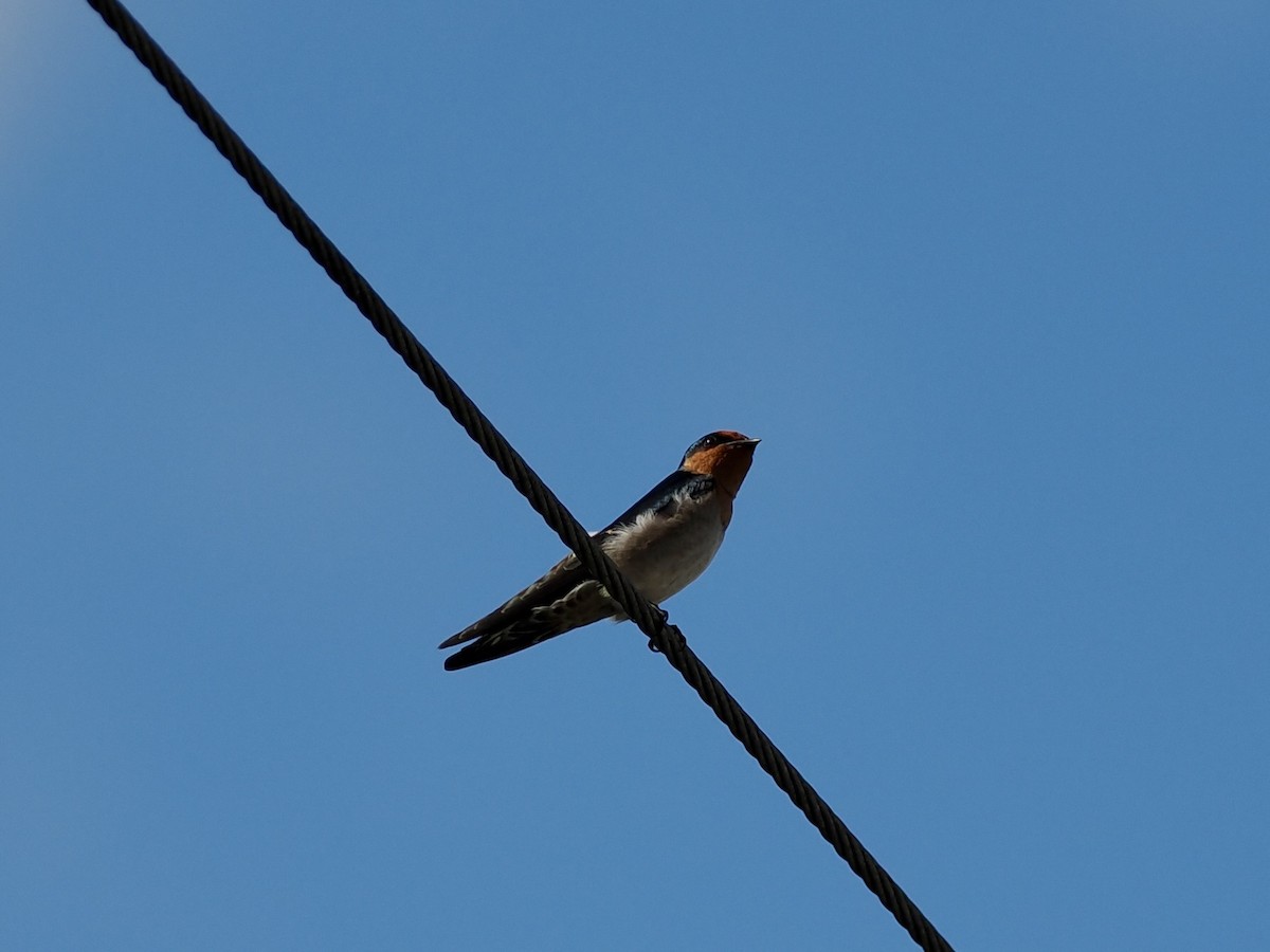 Pacific Swallow - ML646500596