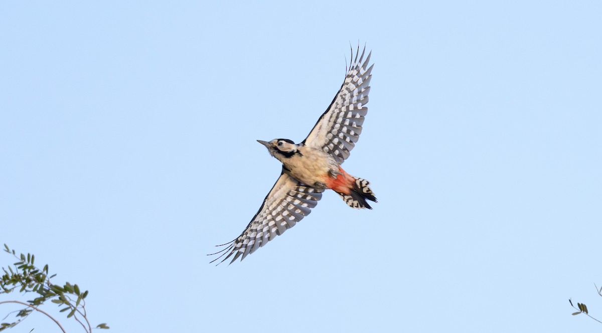 Sind Woodpecker - ML646500601