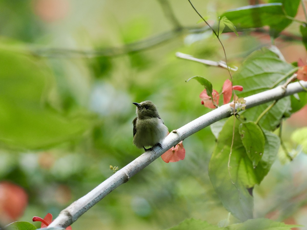Plain Flowerpecker - ML646500603