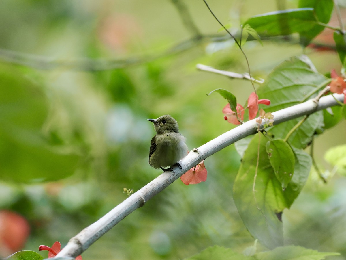 Plain Flowerpecker - ML646500604