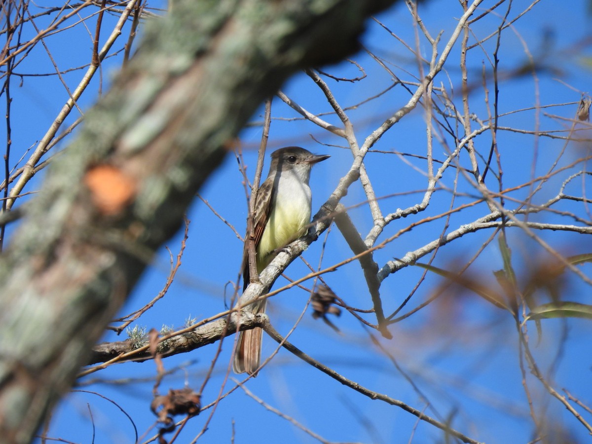 Ash-throated Flycatcher - ML646500607