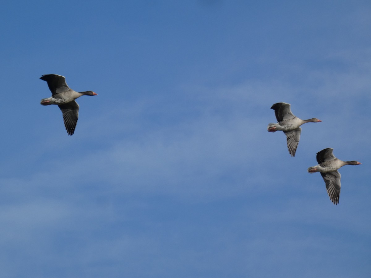 Graylag Goose - ML646500612