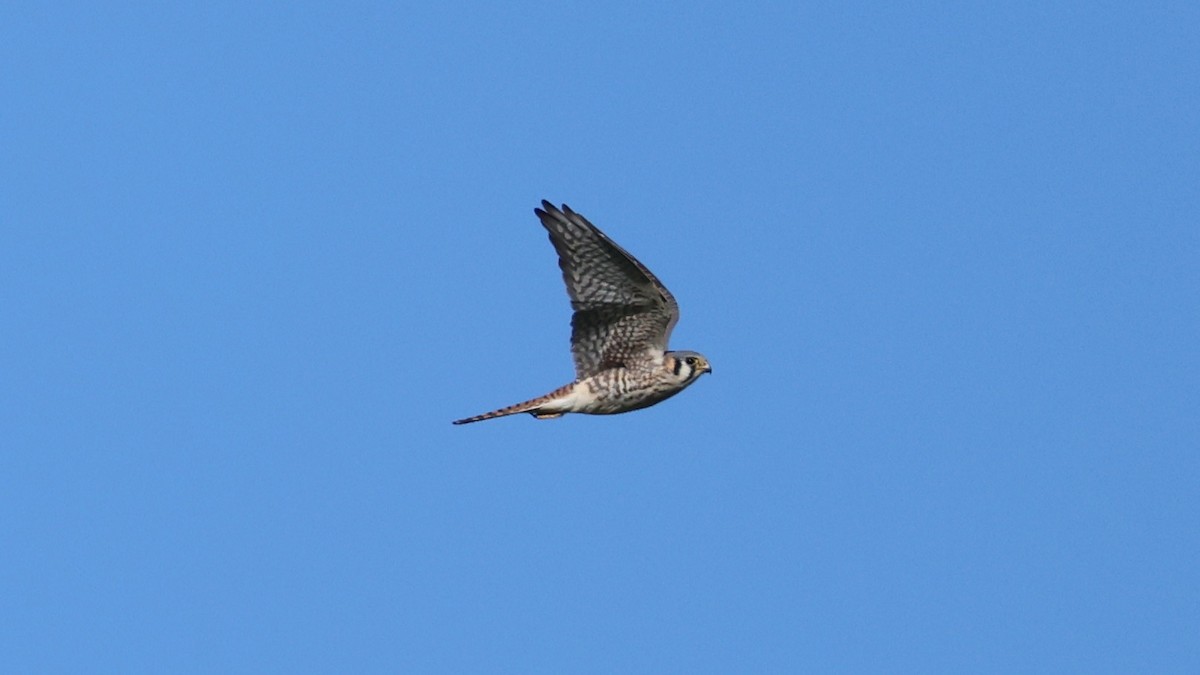 American Kestrel - ML646500613