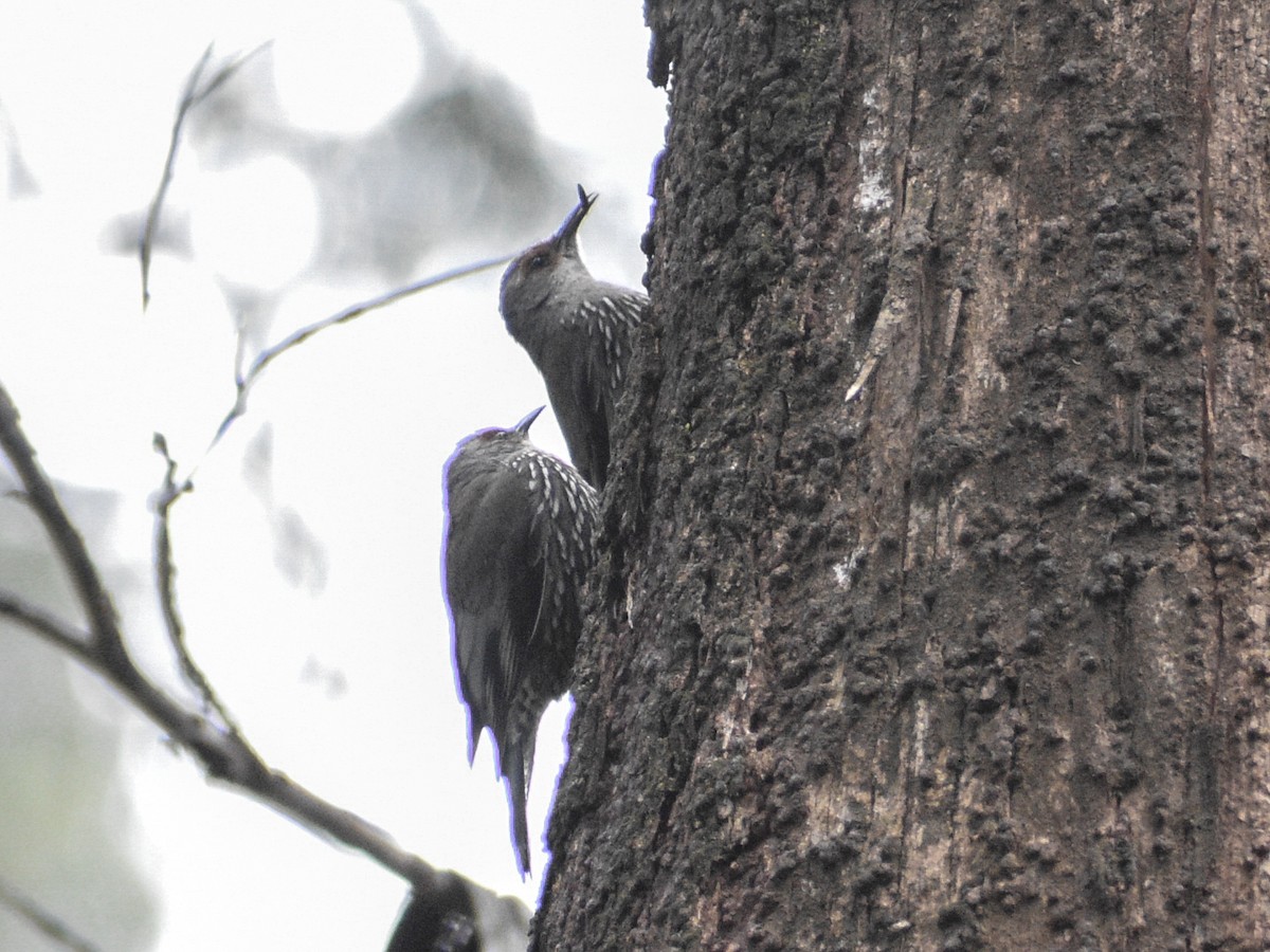 Red-browed Treecreeper - ML646500617