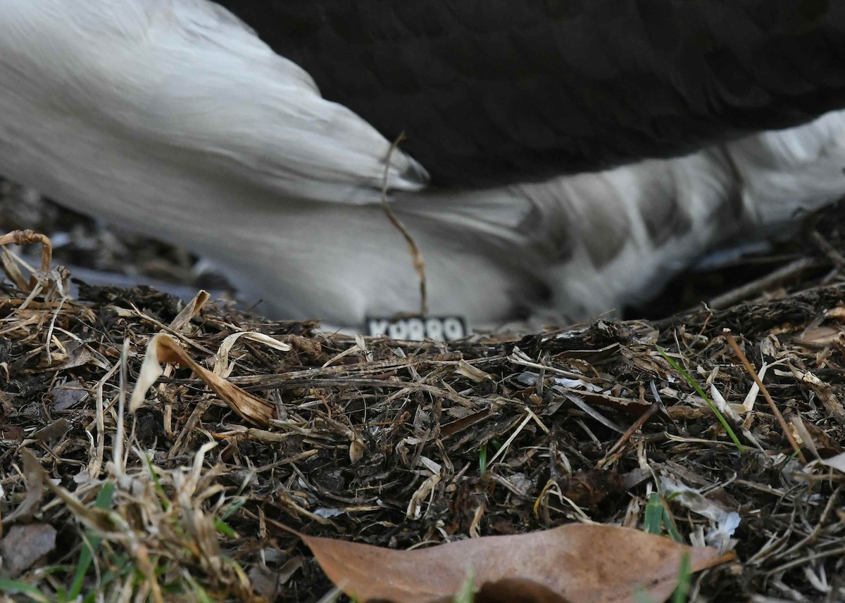 黑背信天翁 - ML646500618