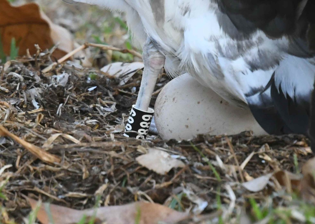 黑背信天翁 - ML646500621