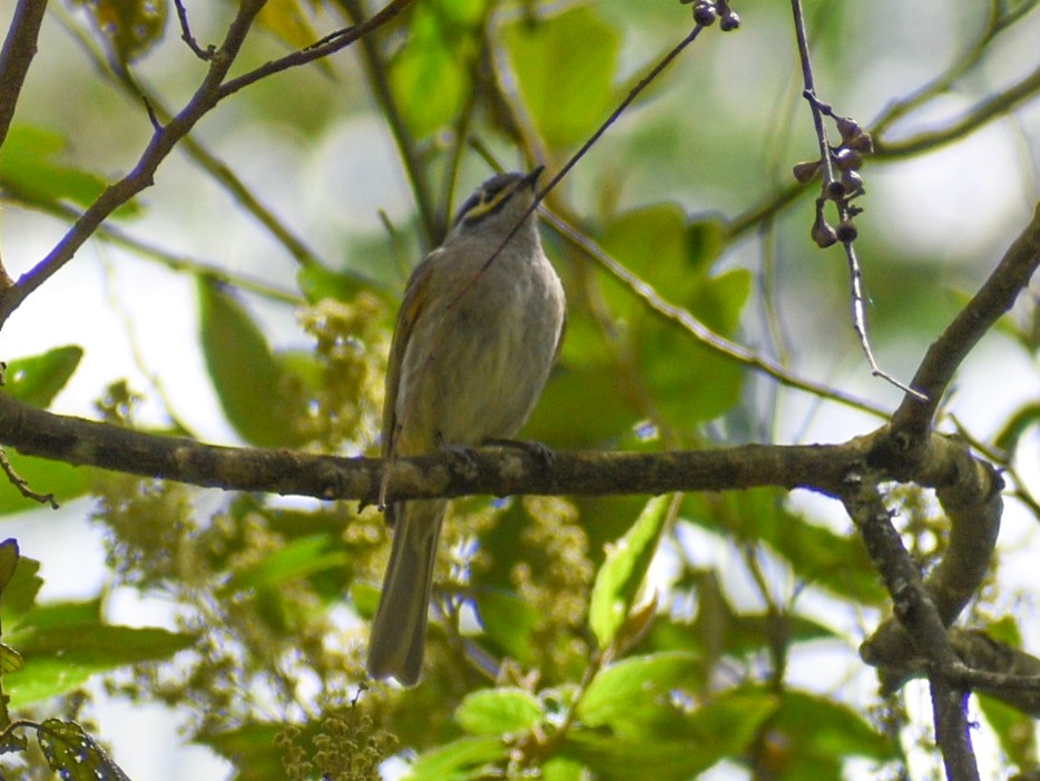 Yellow-faced Honeyeater - ML646500636