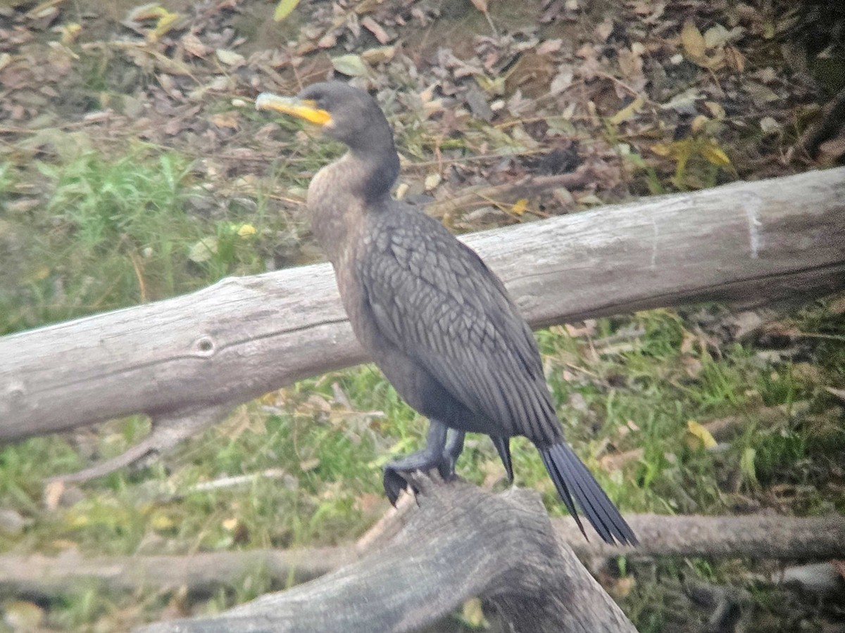 Ушастый баклан - ML646500654