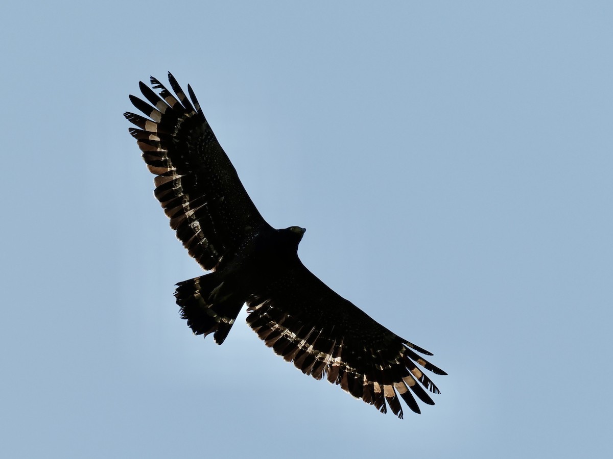 Crested Serpent-Eagle - ML646500656