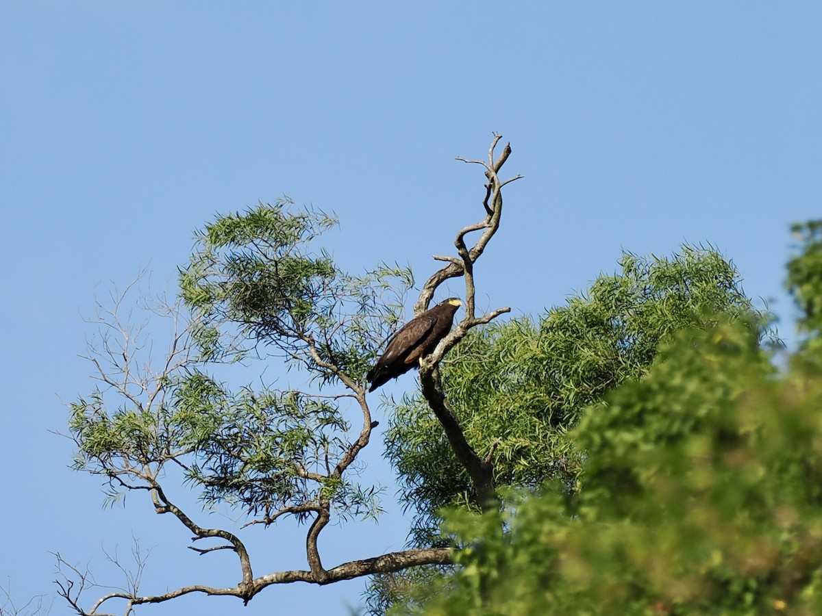 Crested Serpent-Eagle - ML646500657