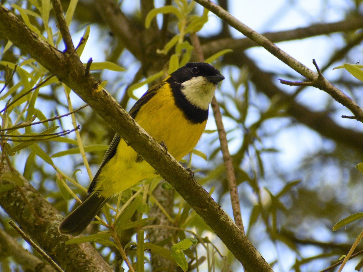 Golden Whistler (Eastern) - ML646500658