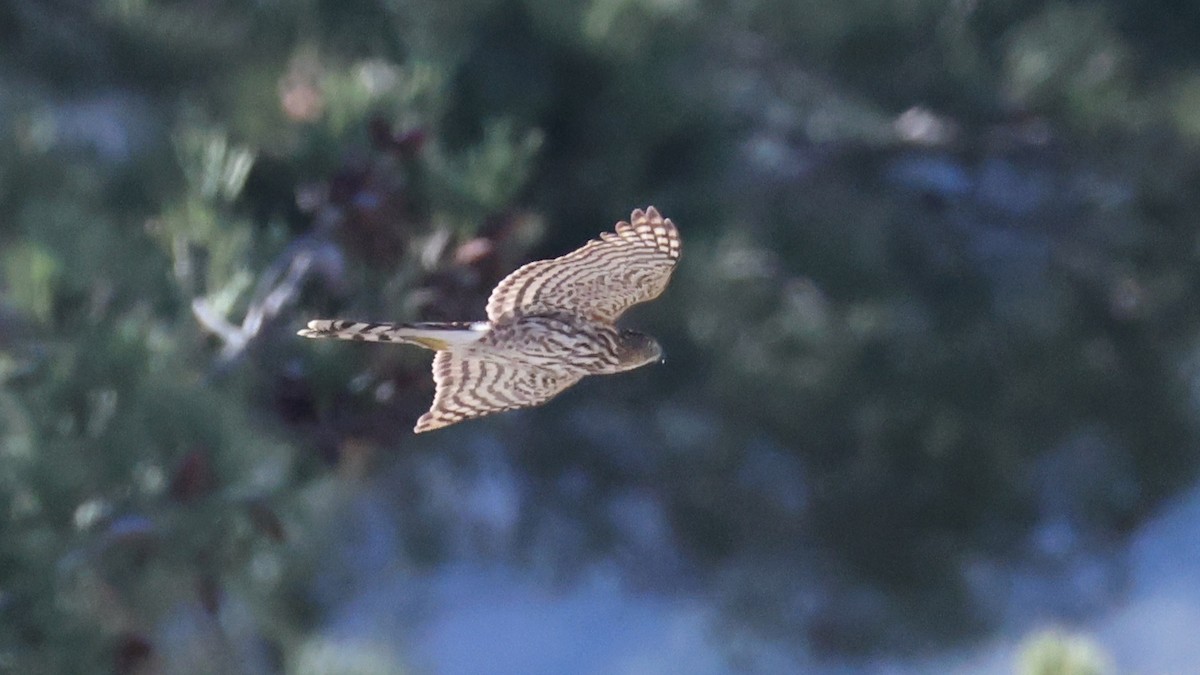 Cooper's Hawk - ML646500661