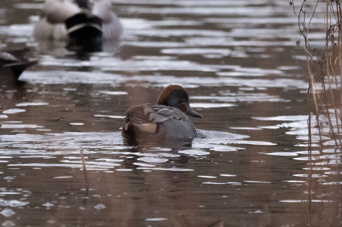 Sarcelle d'hiver - ML646500664