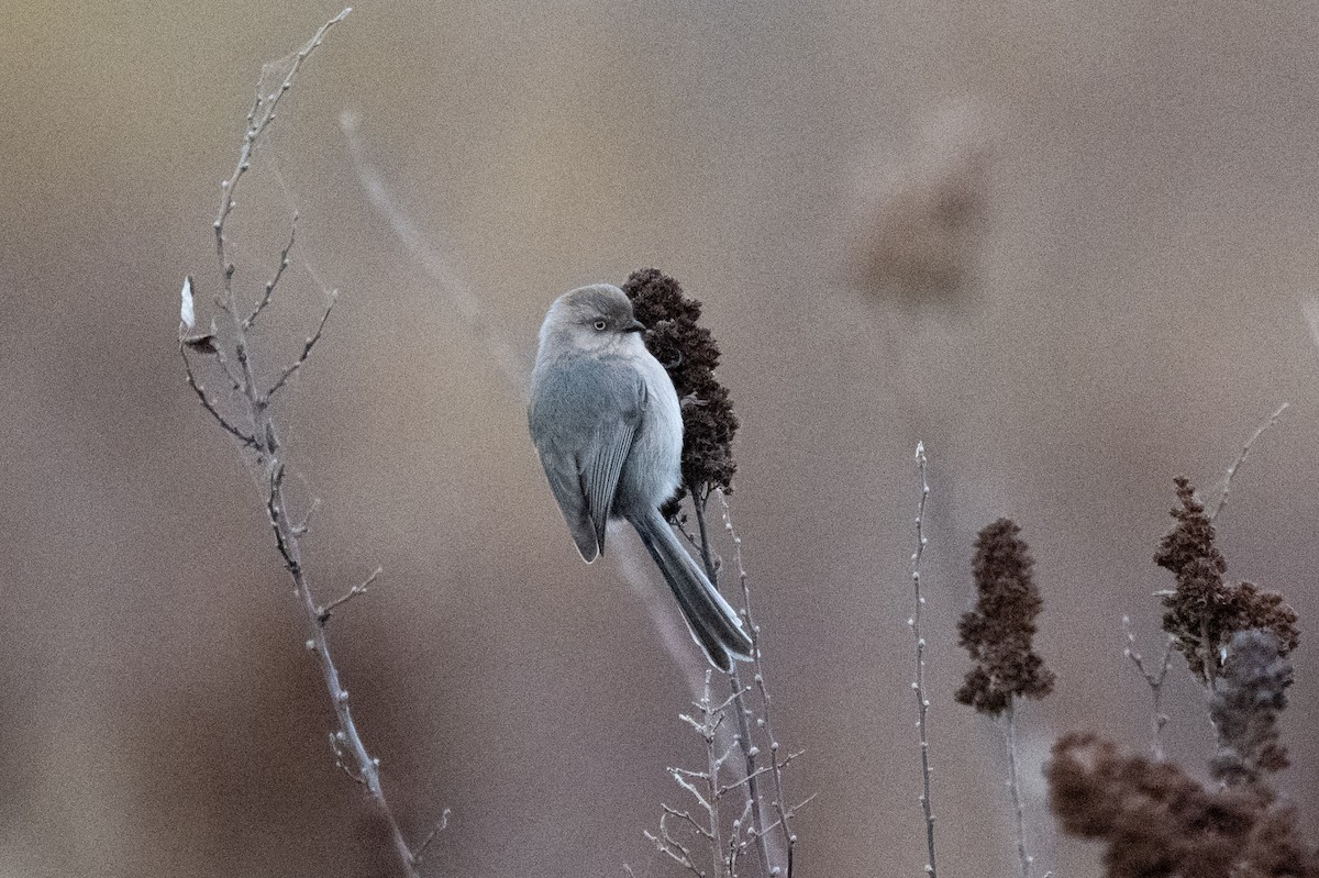 Orite buissonnière - ML646500667