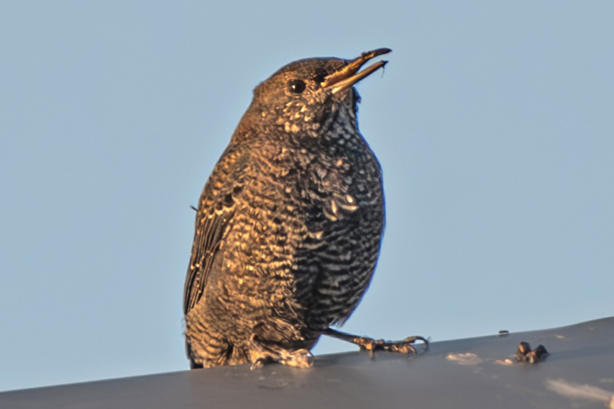 Monticole bleu - ML646500673