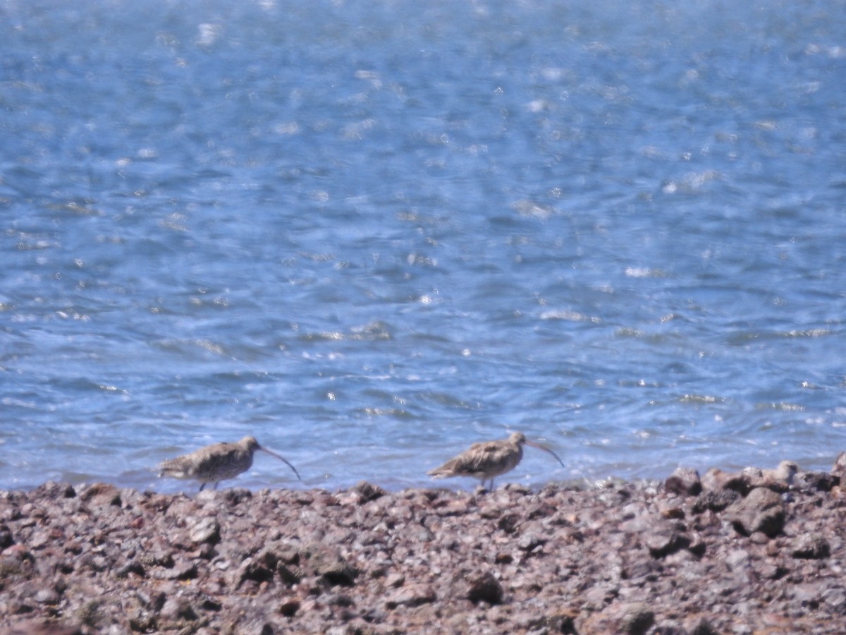 Far Eastern Curlew - ML646500674