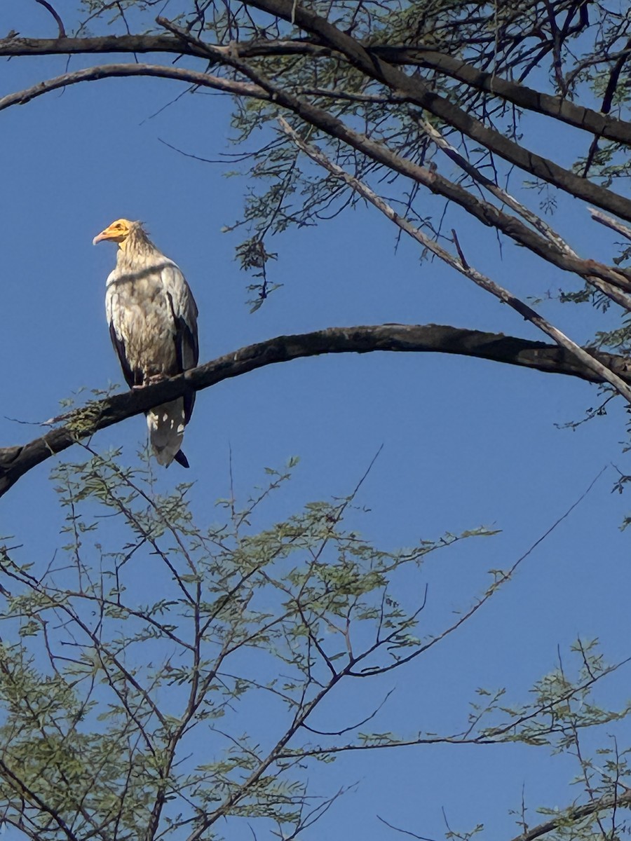 Sai zuria - ML646500676