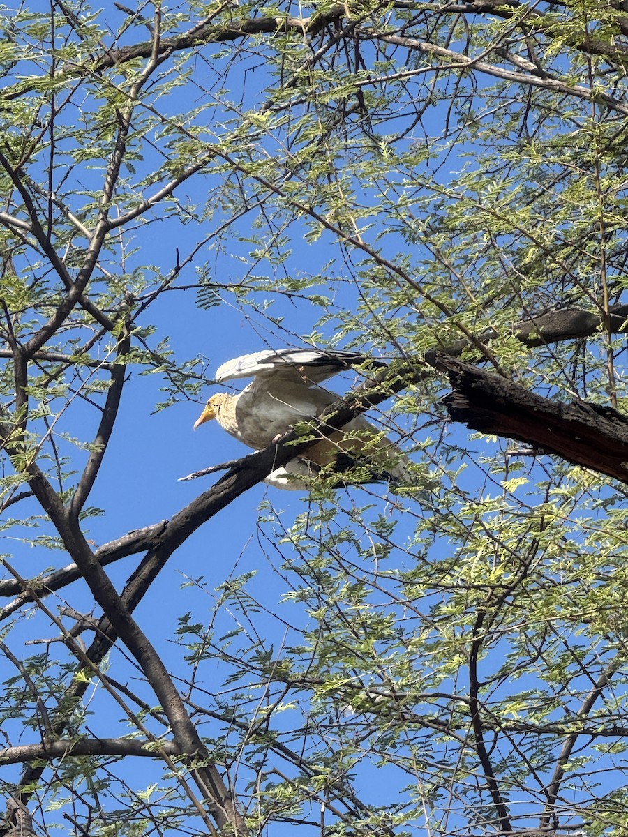 Sai zuria - ML646500677