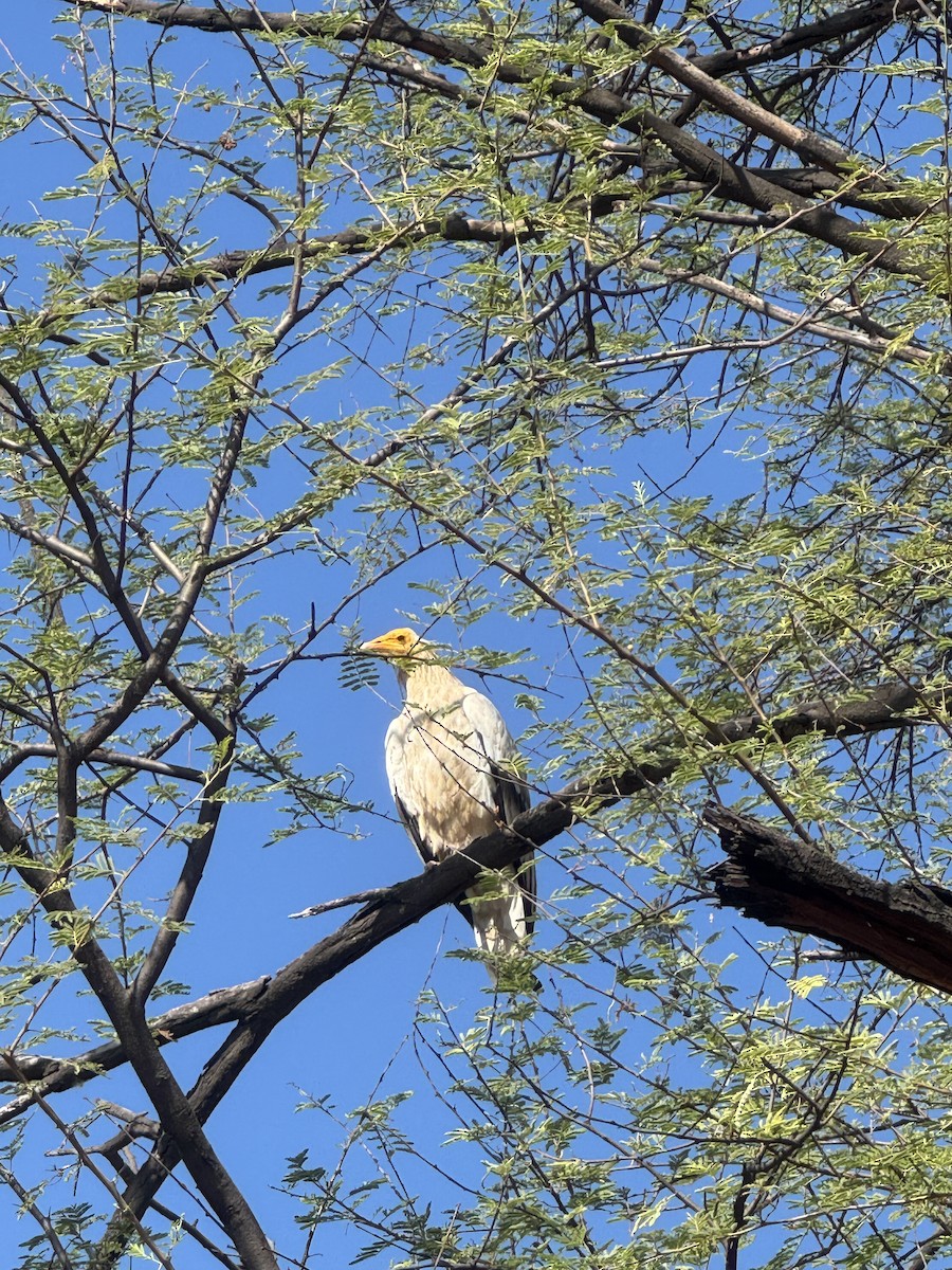 Sai zuria - ML646500678