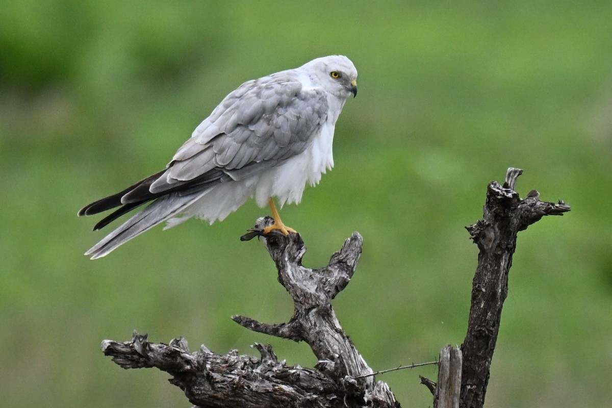 Pallid Harrier - ML646500680