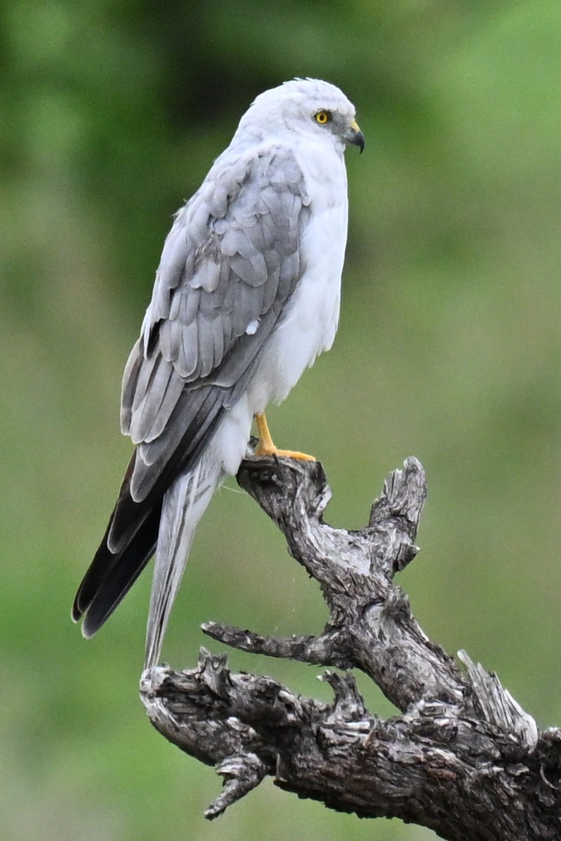 Pallid Harrier - ML646500681