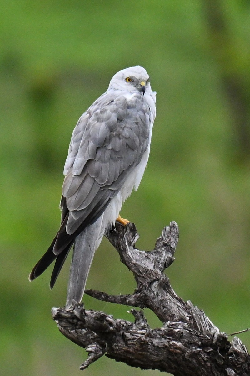 Pallid Harrier - ML646500682