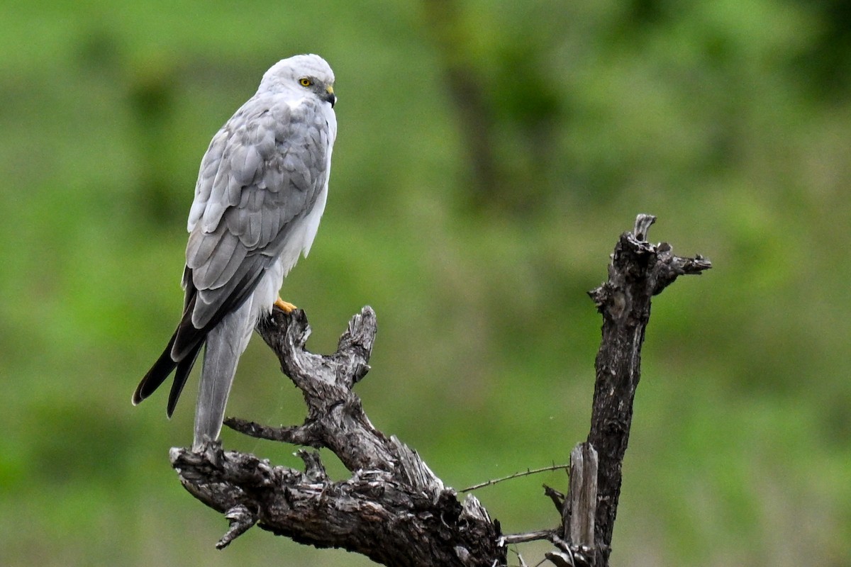 Pallid Harrier - ML646500683