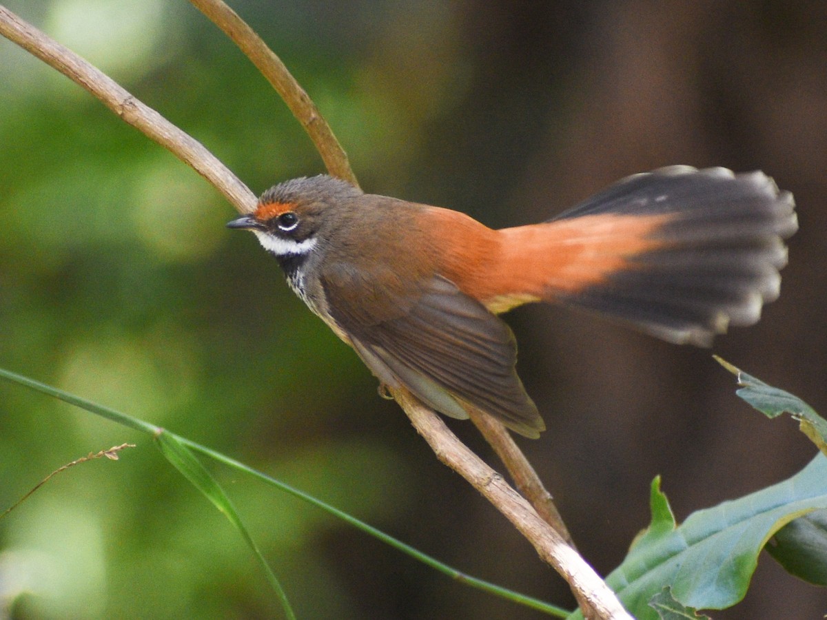 Australian Rufous Fantail - ML646500686
