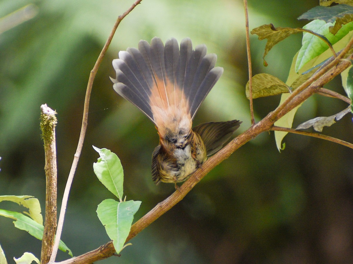 Australian Rufous Fantail - ML646500687