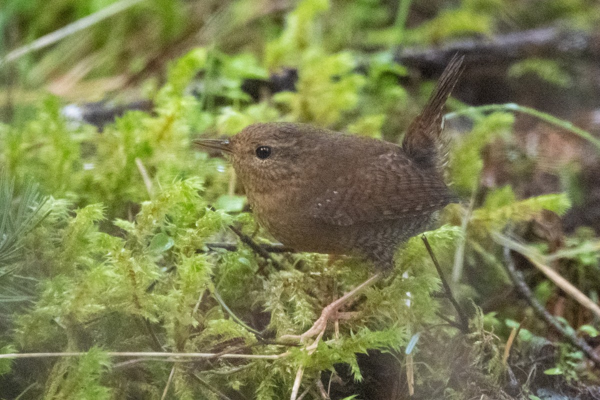 Troglodyte de Baird - ML646500704