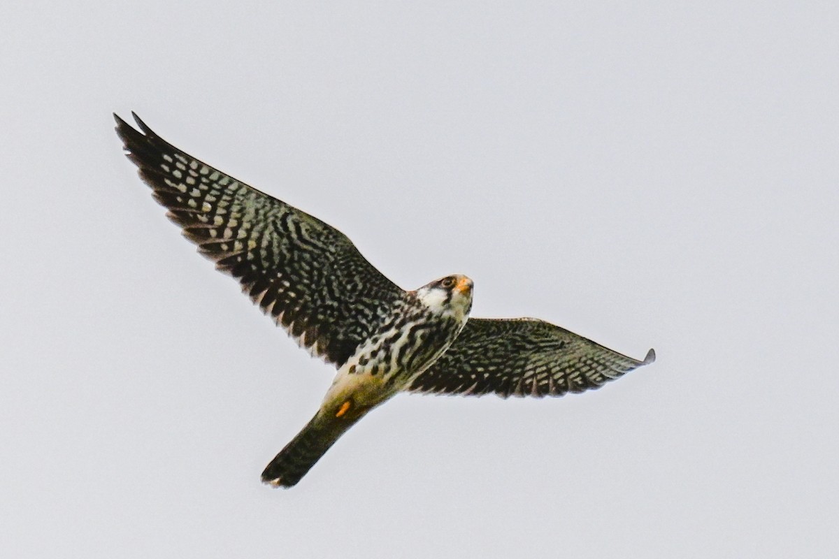 Амурский кобчик - ML646500705