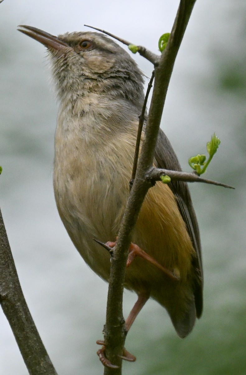 Длинноклювый кромбек - ML646500707