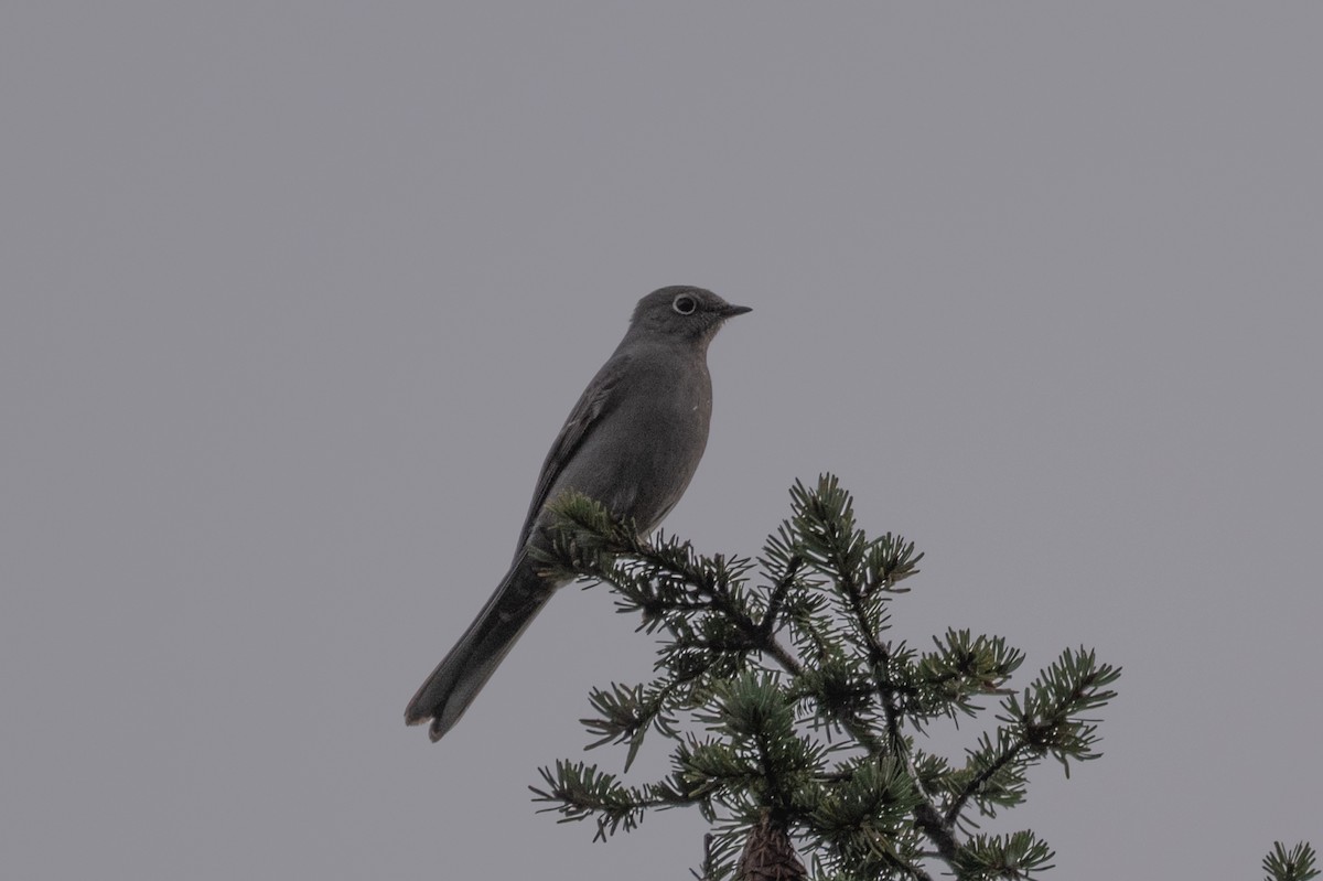 Townsend's Solitaire - ML646500708