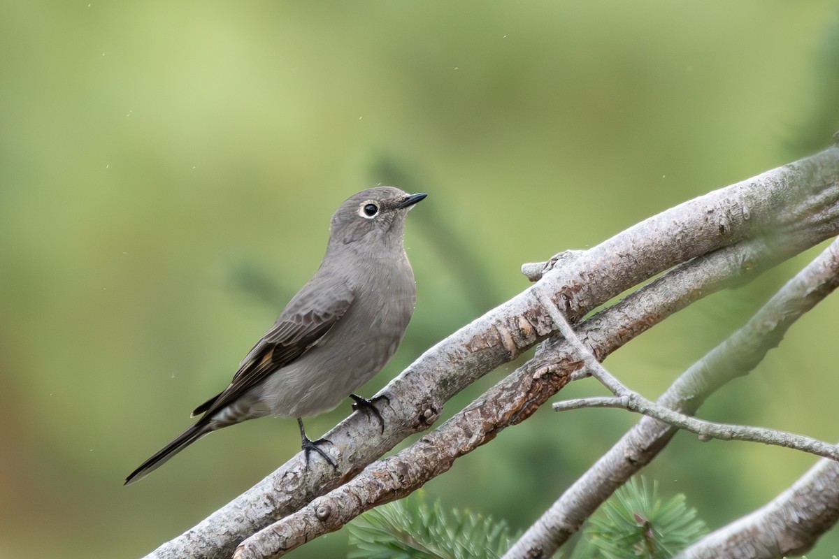 Townsend's Solitaire - ML646500709