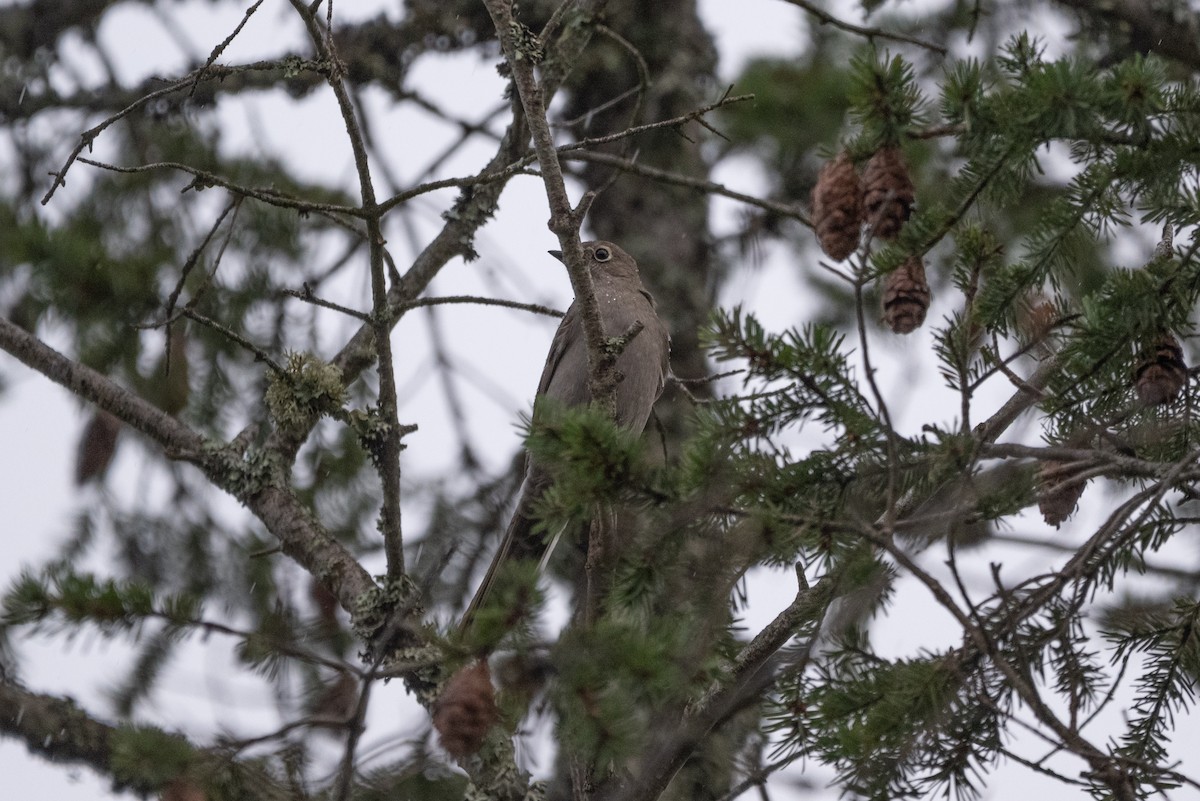 Townsend's Solitaire - ML646500710