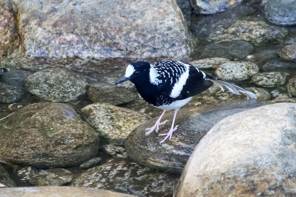 Énicure tacheté - ML646500711