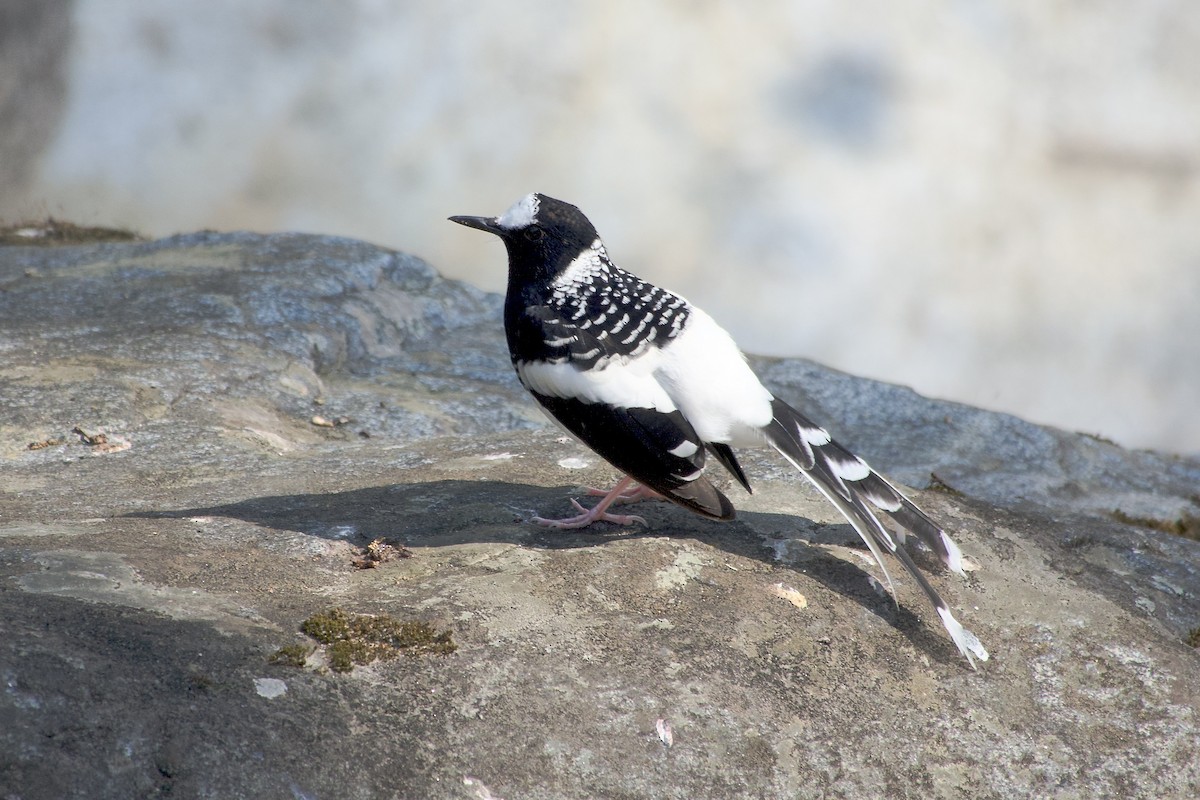 Énicure tacheté - ML646500712