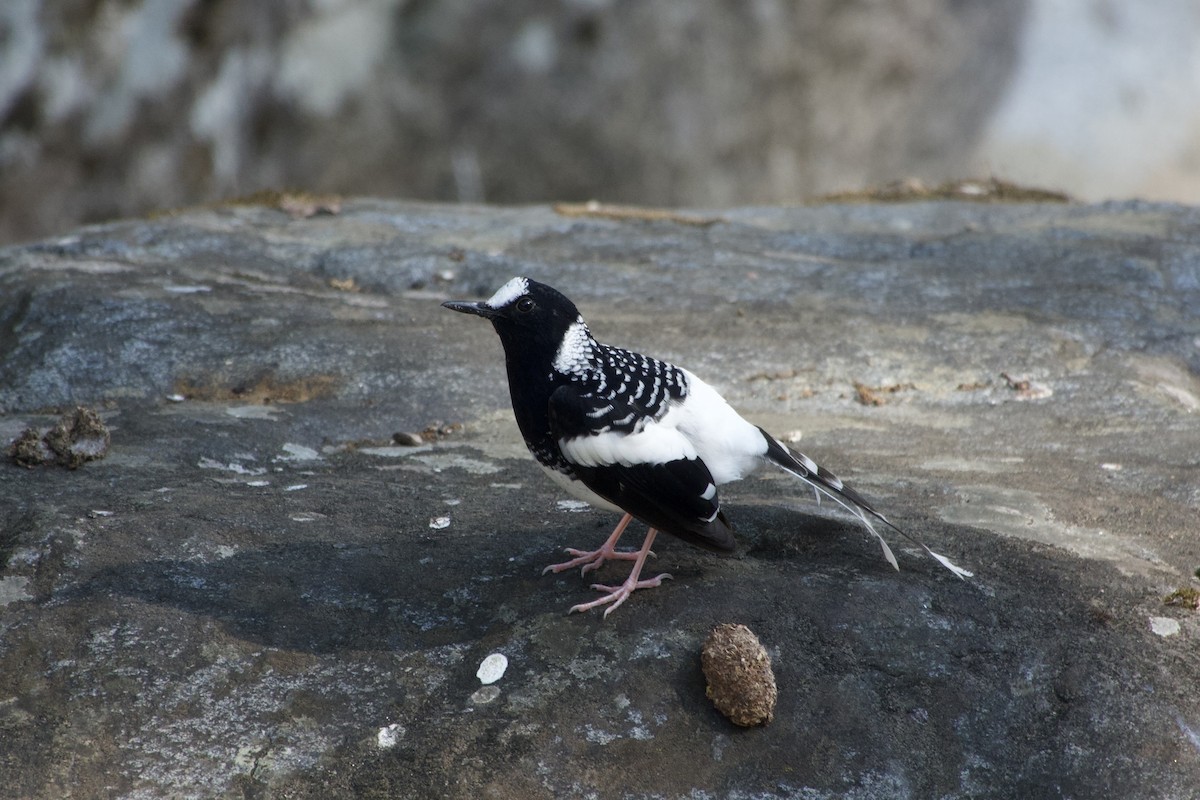 Énicure tacheté - ML646500713