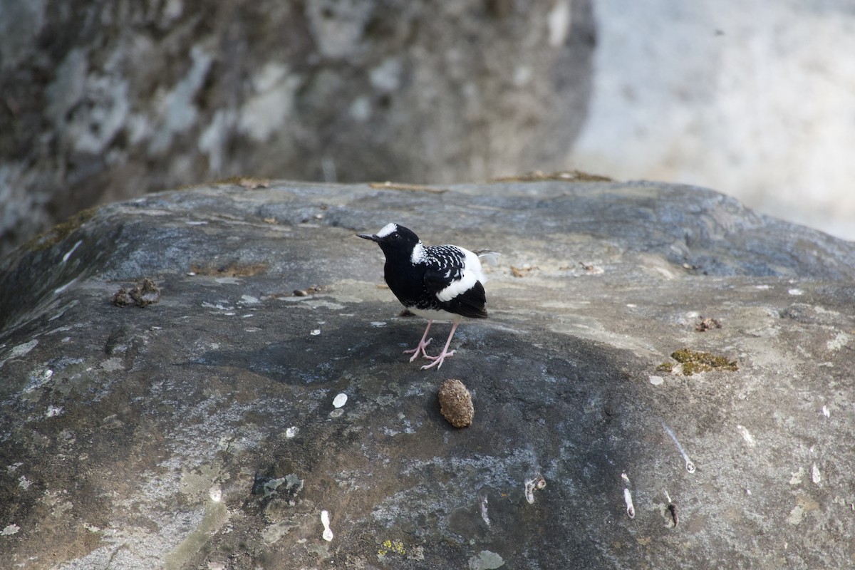 Énicure tacheté - ML646500714