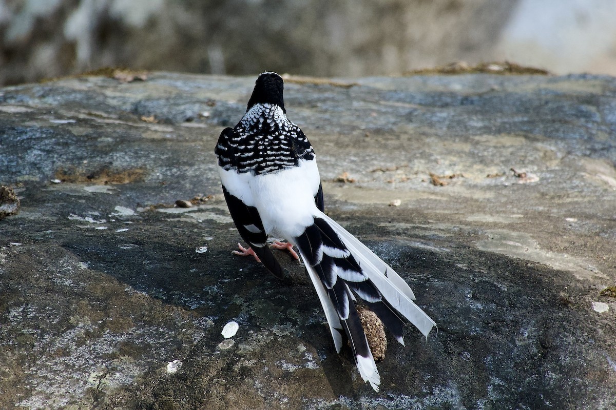 Énicure tacheté - ML646500715