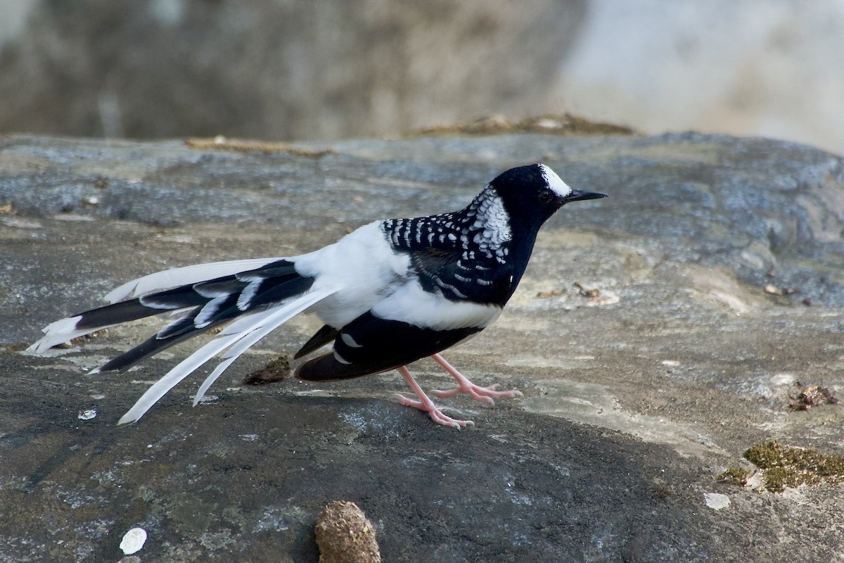 Énicure tacheté - ML646500716