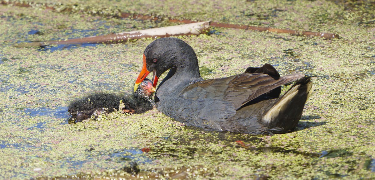 slípka tmavá - ML646500718