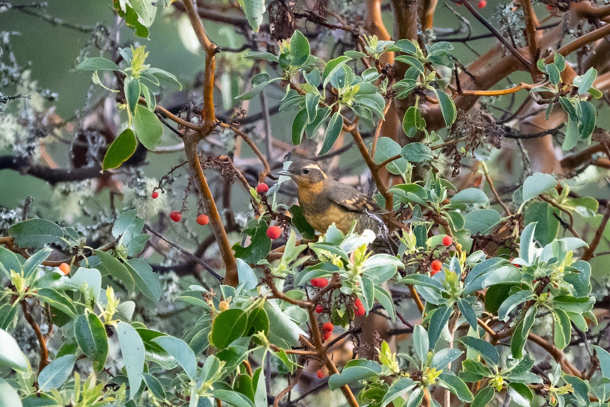 Grive à collier - ML646500720