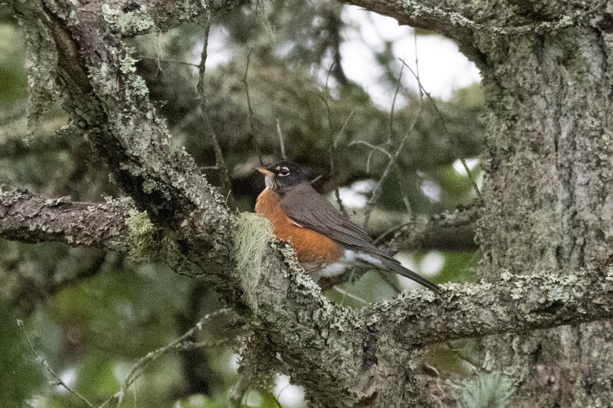 Merle d'Amérique - ML646500722