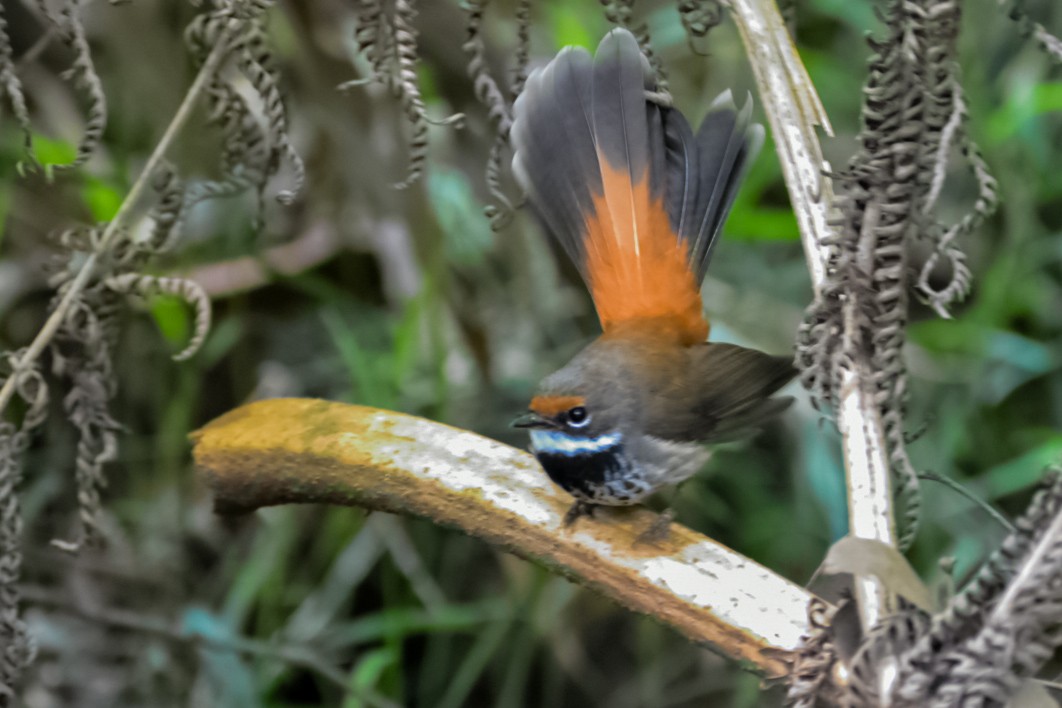 Australian Rufous Fantail - ML646500726