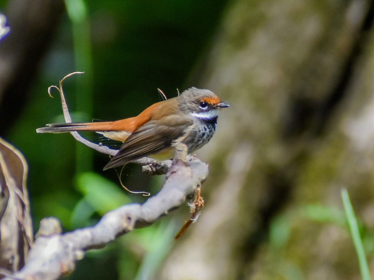 Australian Rufous Fantail - ML646500728