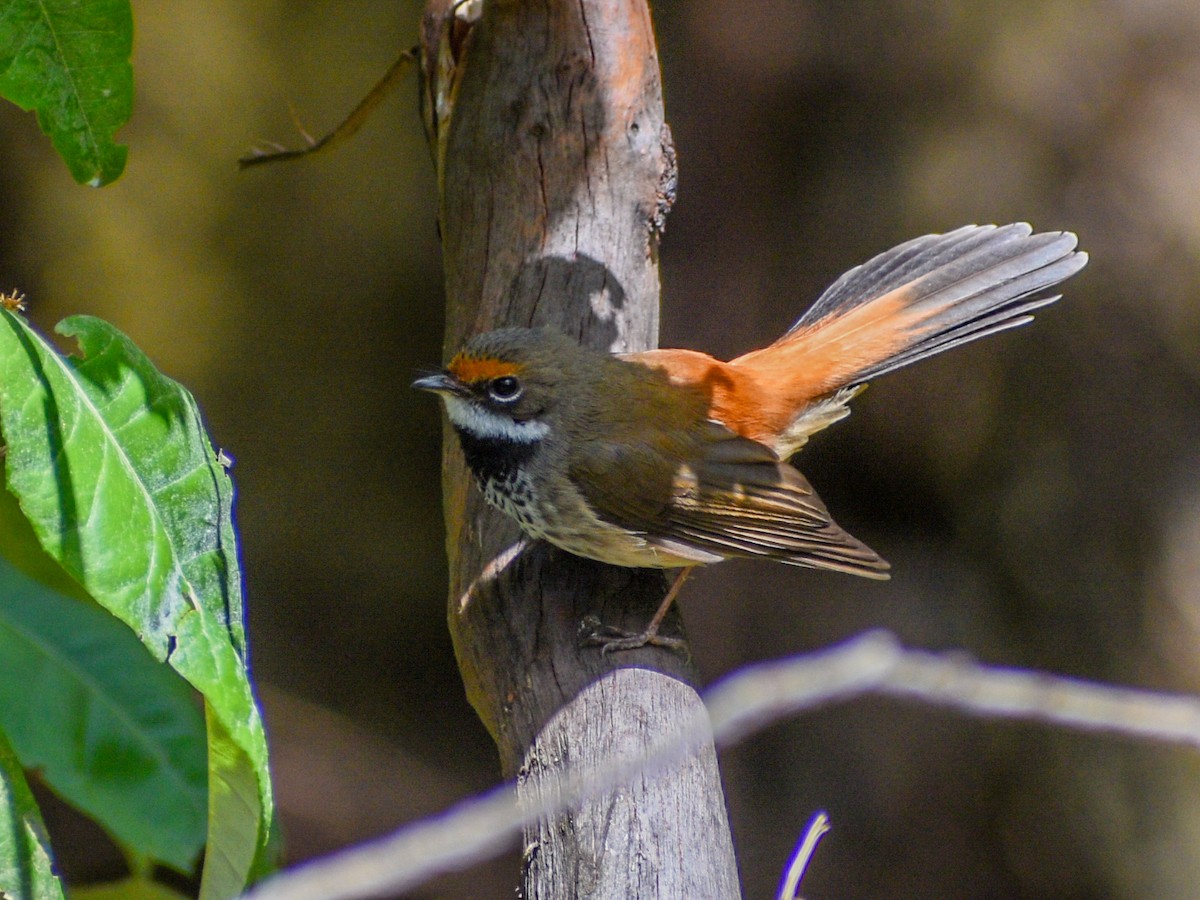 Australian Rufous Fantail - ML646500730