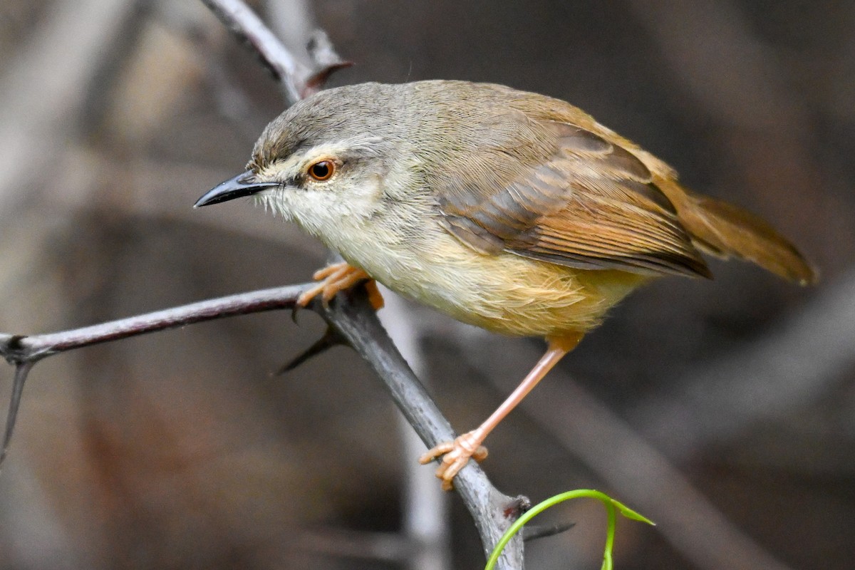 Охристобокая приния - ML646500731