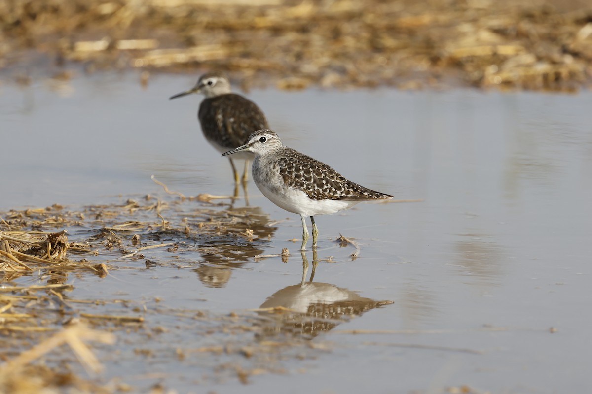Andarríos Bastardo - ML646500732